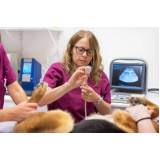 exame de ultrassom abdominal em cães Catete
