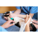 exame de ultrassom abdominal em gatos Recreio
