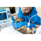 exame de ultrassom abdominal gato Lagoa