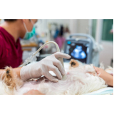 exame de ultrassom abdominal para cachorro Magé