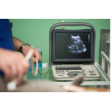 exame de ultrassom de gato Gamboa