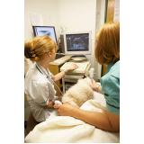 exame de ultrassom gato Maricá