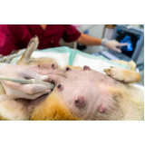 exame de ultrassom para cães Nilópolis