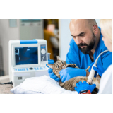 exame de ultrassom para gatos Angra dos Reis