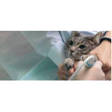 exame de ultrassonografia abdominal em gatos Catete
