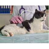exame de ultrassonografia em gatos Centro