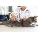 exame de ultrassonografia gato Queimados