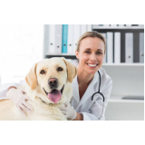 exame de urina de cachorro marcar Queimados