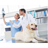 exames laboratoriais para animais Saúde
