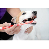 Odontologia Cachorro