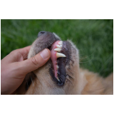 odontologia para cachorro próximo de mim Tijuca