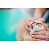 odontologia para gato Leme