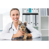 oncologia para cachorro consultório Santa Teresa