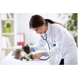 oncologia para cães e gatos clínica Lagoa