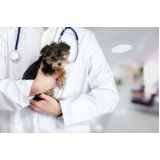 oncologia para cães e gatos Saúde