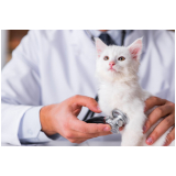 oncologia para gato consultório Gamboa