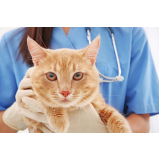 oncologia para gatos Itaguaí