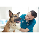 Oncologia Veterinária para Cachorro