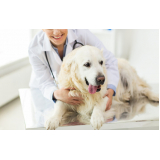 oncologia veterinária para cachorro consultório Vasco da Gama