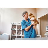 oncologia veterinária para cachorro e gato consultório Caju