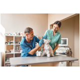 oncologia veterinária para cachorro e gato Santa Teresa