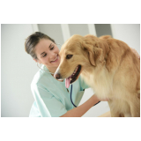 oncologia veterinária para cachorro Largo do Machado