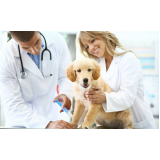 onde faz aplicação de vacina contra leishmaniose canina Humaitá