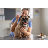 onde faz aplicação de vacina de filhote de cachorro Teresópolis