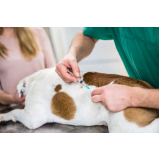 onde faz aplicação de vacina de gripe para cachorro Catete