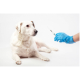 onde faz aplicação de vacina de raiva cachorro Glória