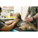 onde fazer acupuntura em cachorro Nilópolis