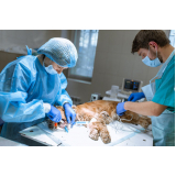 onde fazer cirúrgica para cachorro Benfica