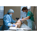 onde fazer cirúrgica para gato Recreio