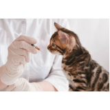primeira vacina antirrábica gato Nilópolis