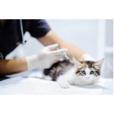 primeira vacina de gato Recreio