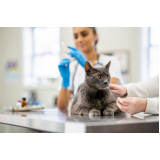 primeira vacina v4 gatos Cinelândia
