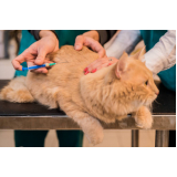 primeira vacina v5 para gatos Gávea