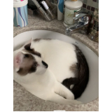 serviço de banho e tosa de gato Leme
