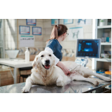 serviço de ultrassom abdominal canino Catete