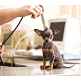 serviço de ultrassom para cachorro Centro