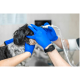 serviço de ultrassom para cães Estácio