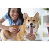 telefone de cardiologia para cães Recreio
