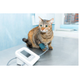 telefone de cardiologista para gato Ipanema