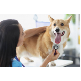 telefone de cardiologista para pet cães Queimados