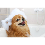 tosa higiênica poodle Petrópolis