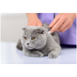 tratamento de oncologia para gatos Itaperuna