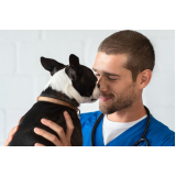 tratamento de oncologia veterinária para cachorro e gato Jardim Botânico