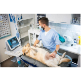 ultrassom abdominal canino agendar Resende