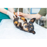 ultrassom abdominal canino marcar Campos dos Goytacazes