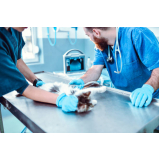 ultrassom abdominal em gatos marcar Resende